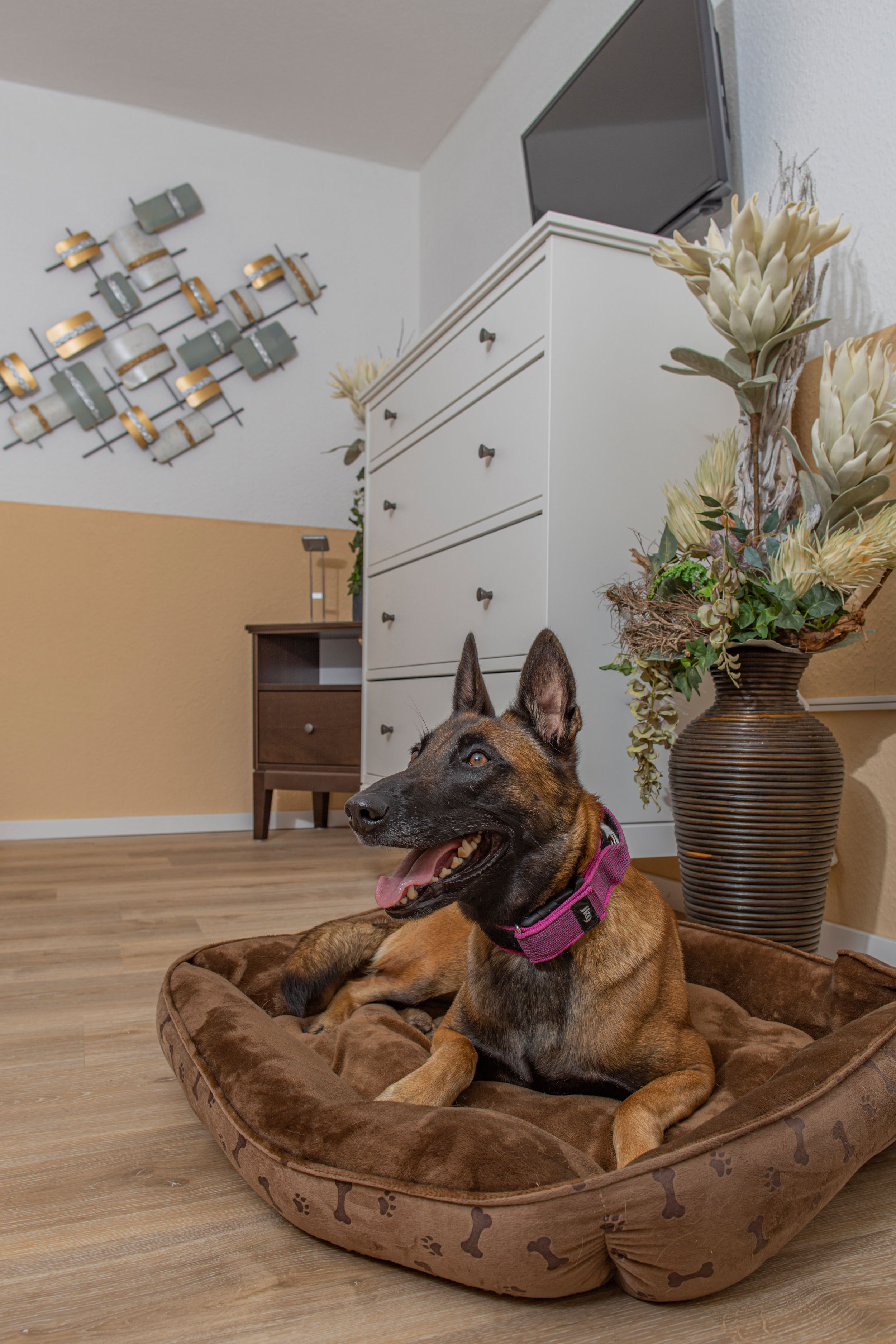 Ferienwohnung-Hund-Urlaub
