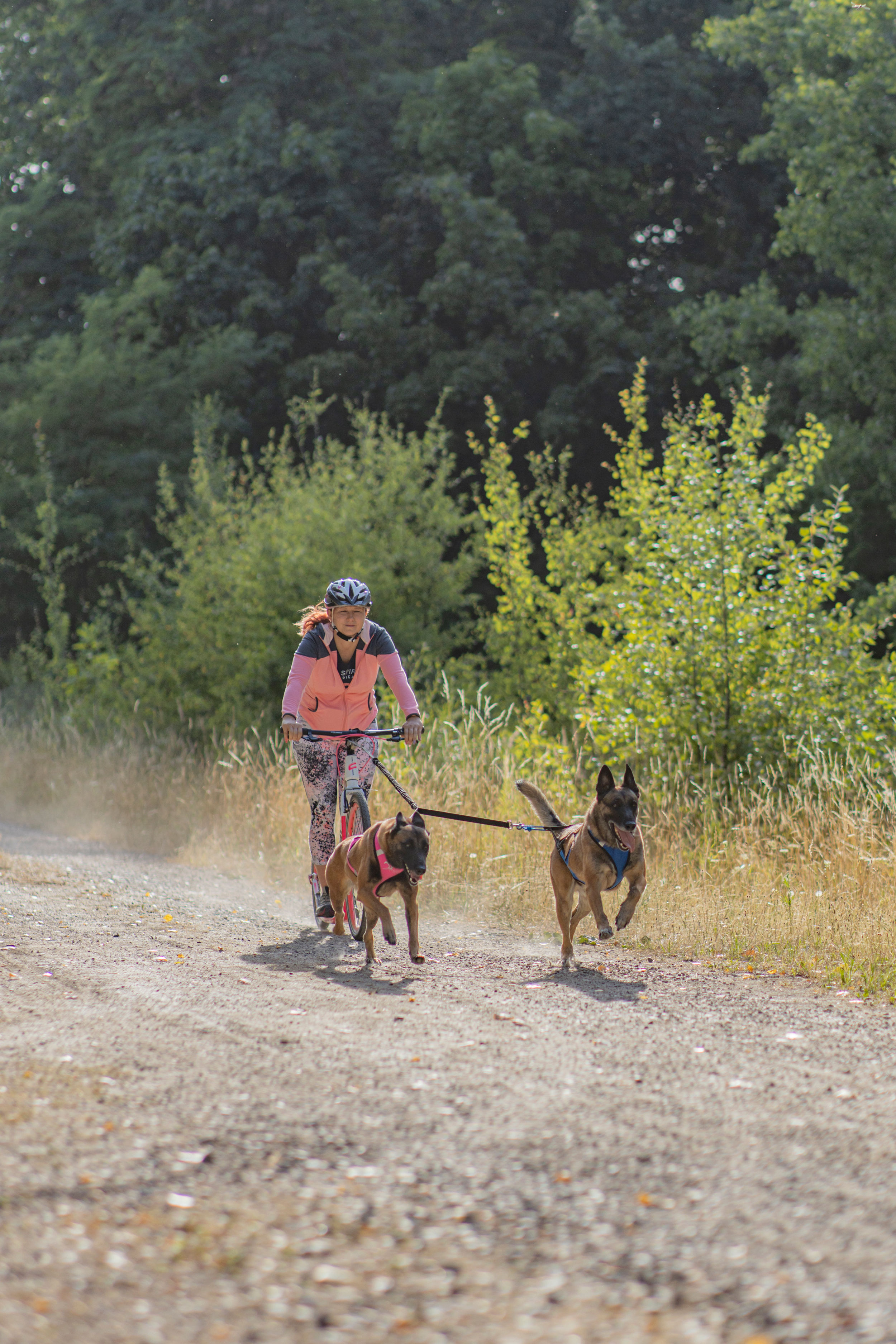 Ferienwohnung-Hund-Urlaub