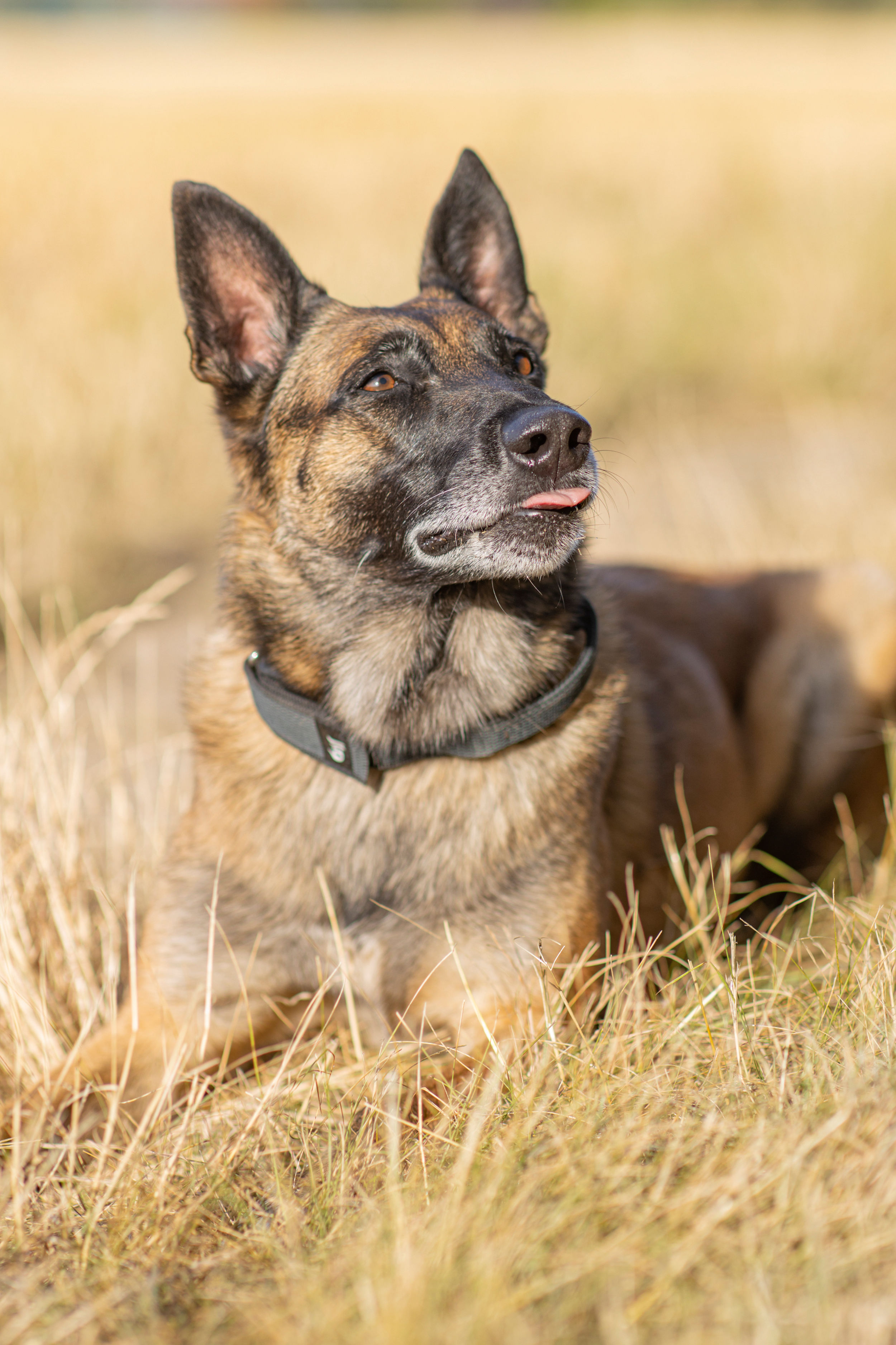 Ferienwohnung-Hund-Urlaub