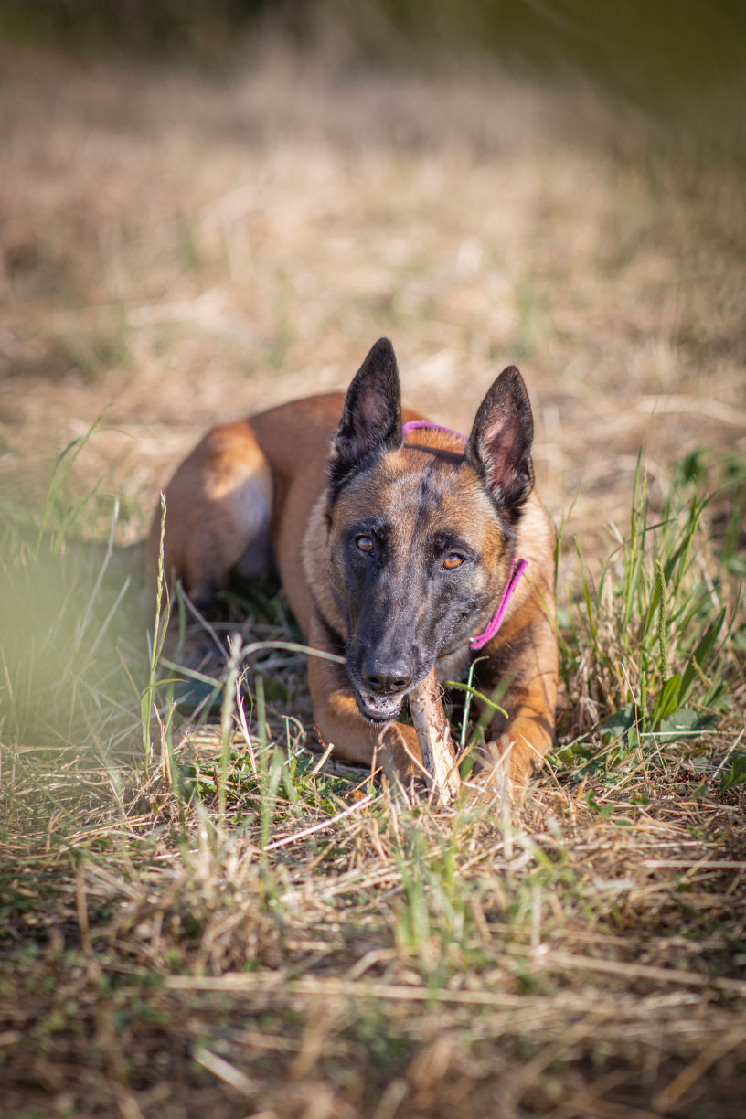 Ferienwohnung-Hund-Urlaub